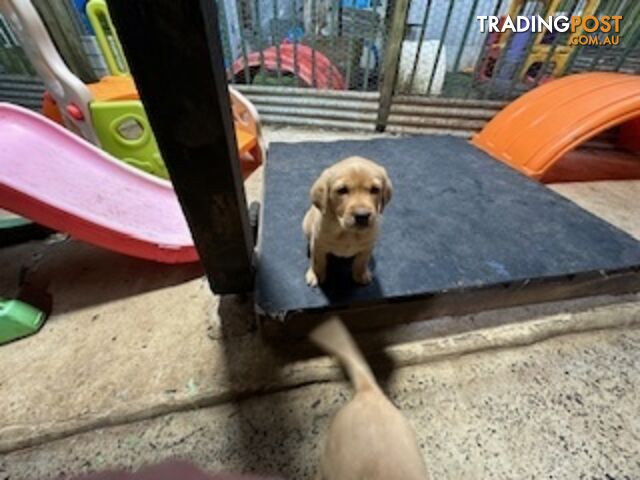 Labrador Puppies Purebred - only 1 gold male available