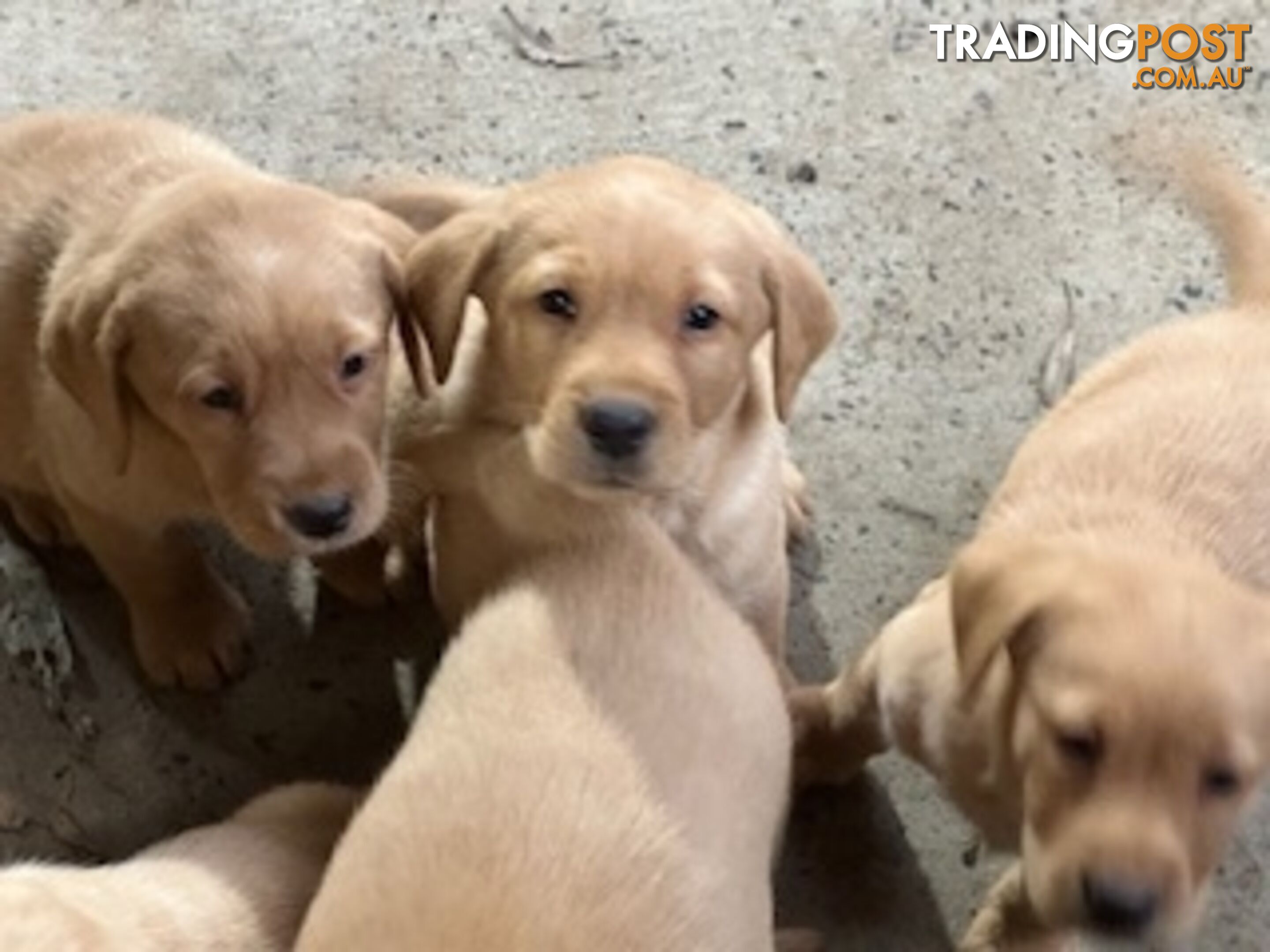 Labrador Puppies Purebred - only 1 gold male available