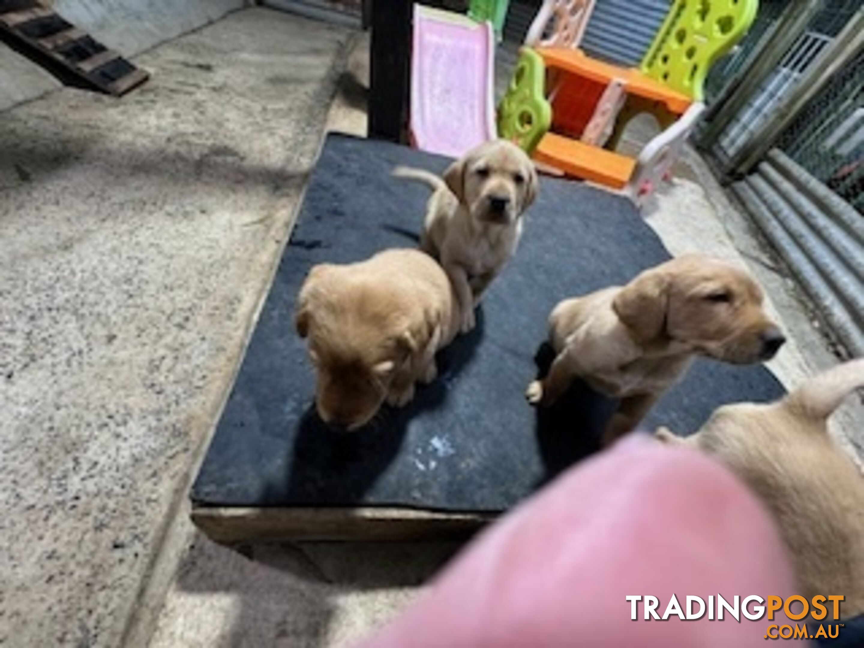 Labrador Puppies Purebred - only 1 gold male available