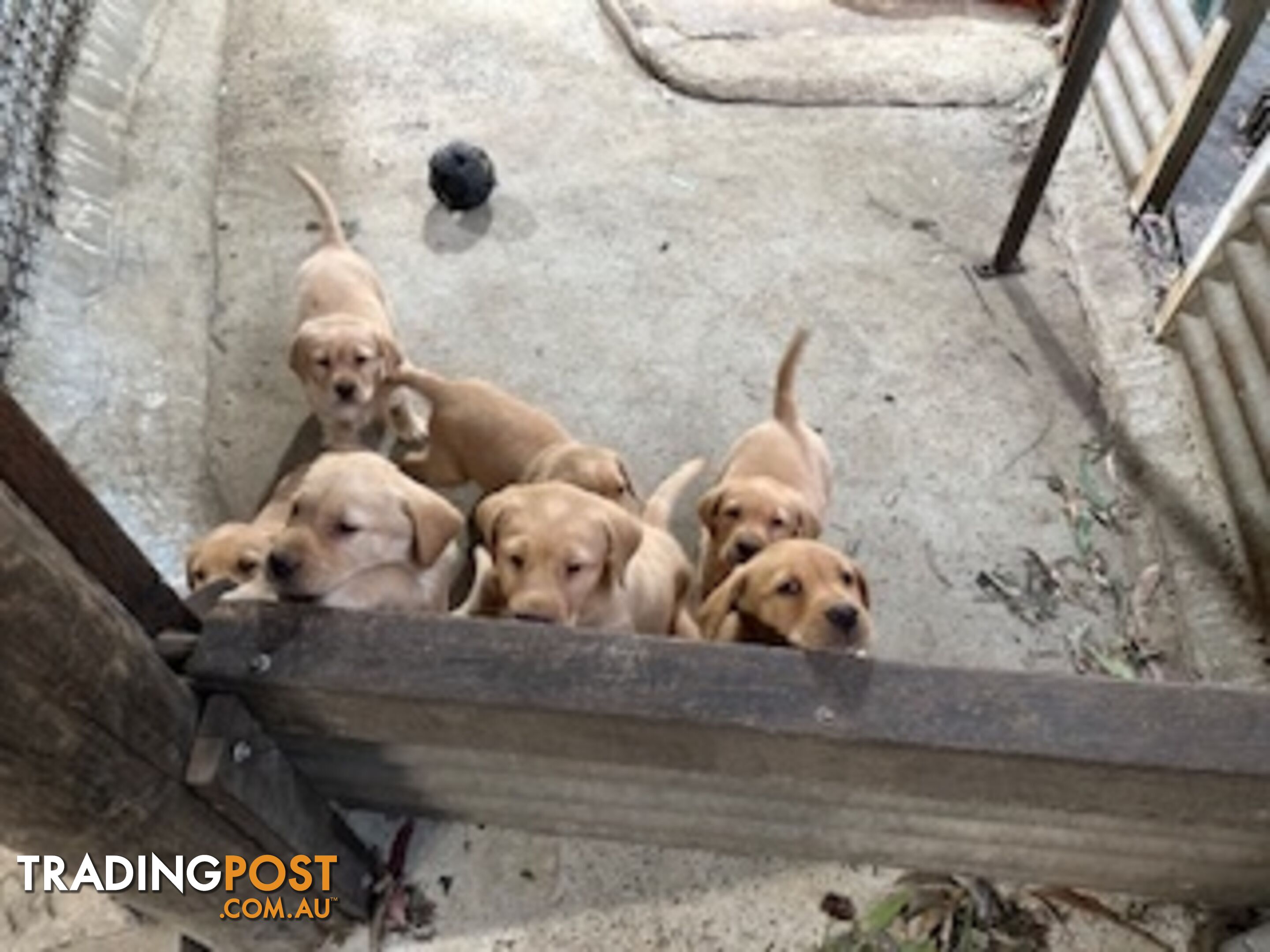 Labrador Puppies Purebred - only 1 gold male available