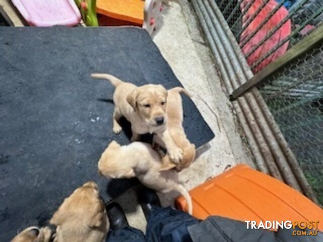 Labrador Puppies Purebred - only 1 gold male available