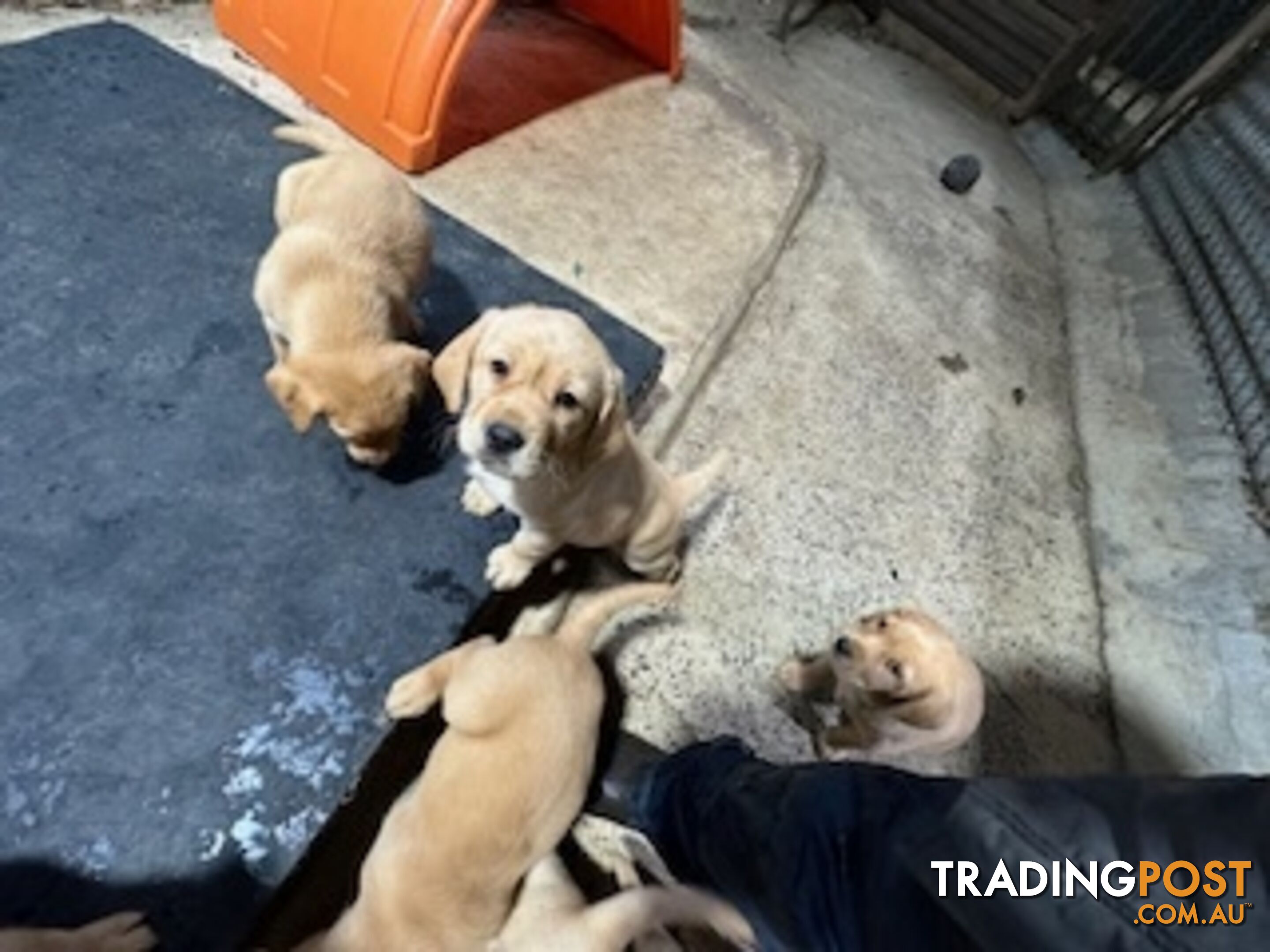 Labrador Puppies Purebred - only 1 gold male available