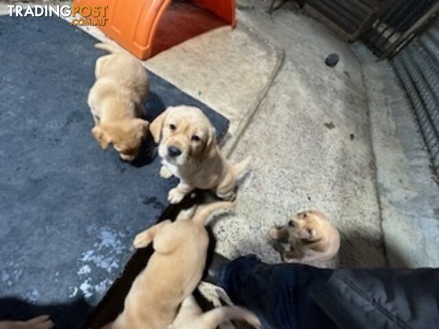 Labrador Puppies Purebred - only 1 gold male available