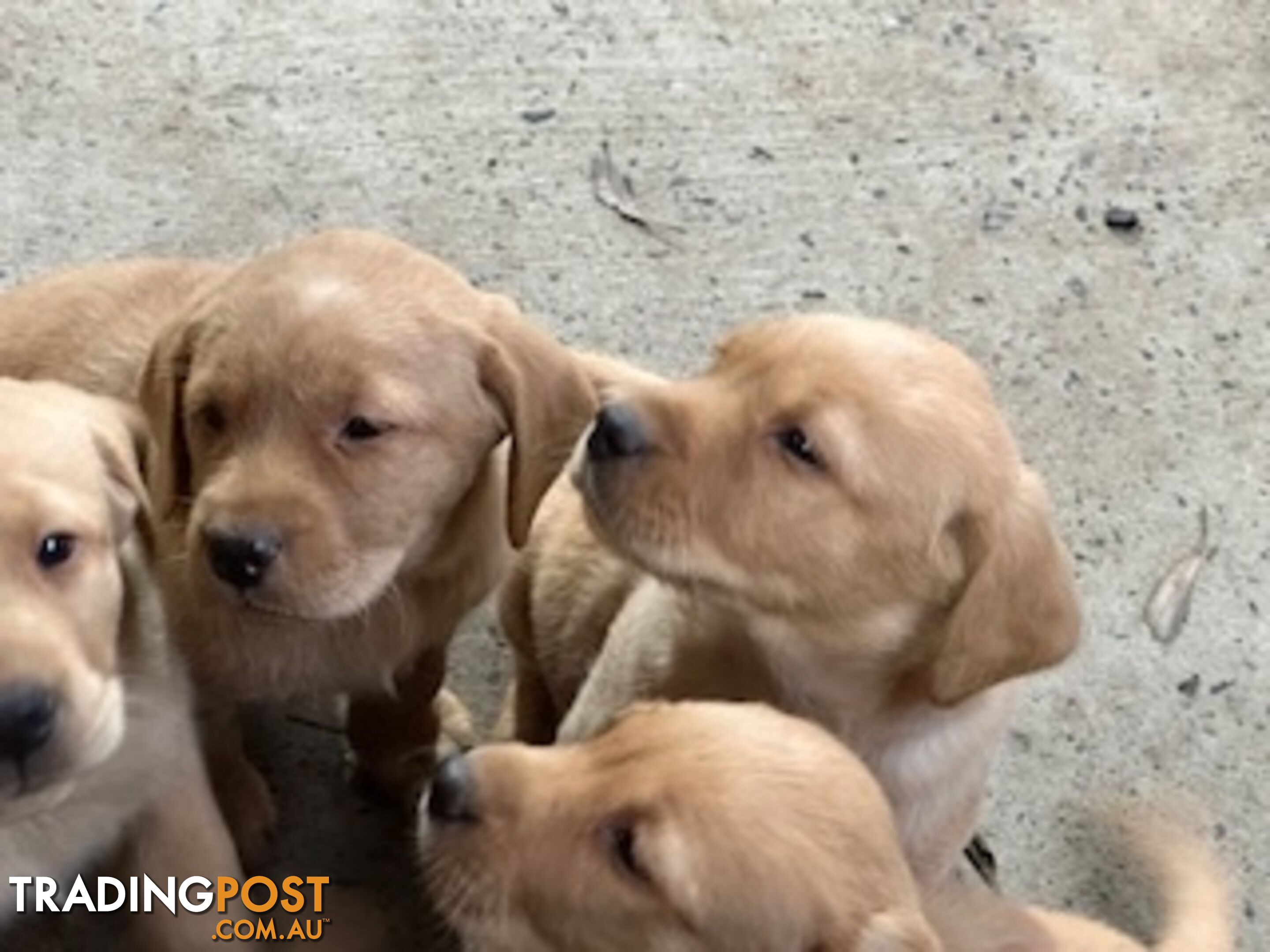 Labrador Puppies Purebred - only 1 gold male available