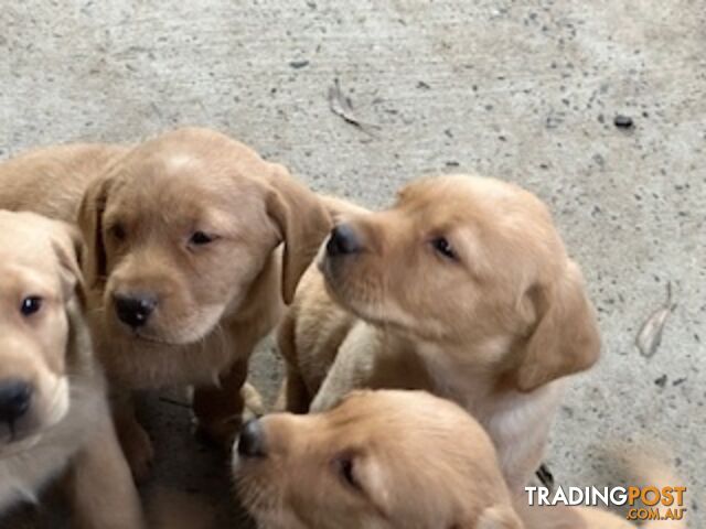 Labrador Puppies Purebred - only 1 gold male available