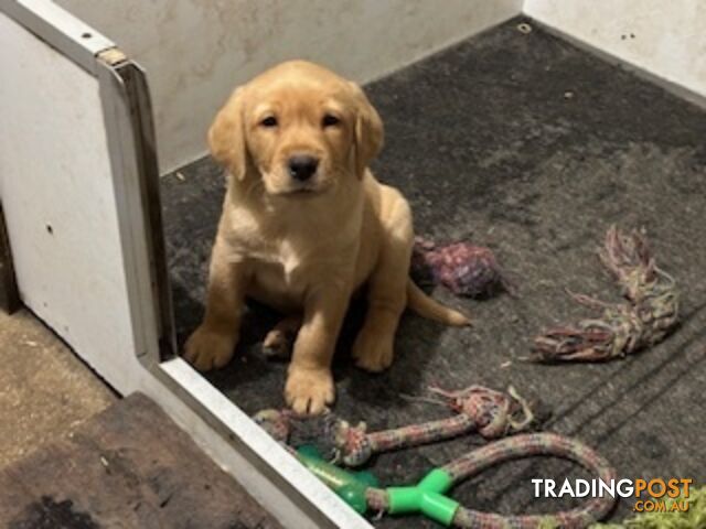 Labrador Puppies Purebred - only 1 gold male available