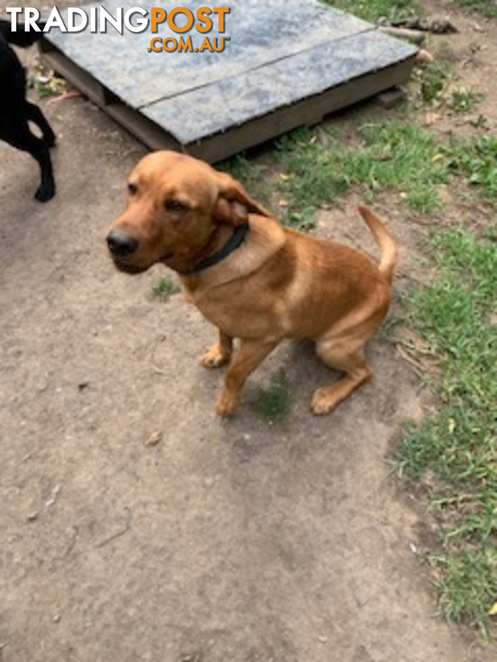 Labrador Puppies Purebred - only 1 gold male available