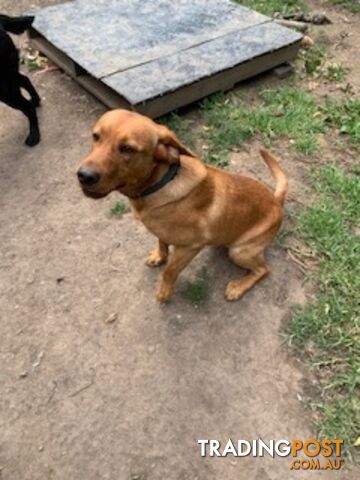 Labrador Puppies Purebred - only 1 gold male available