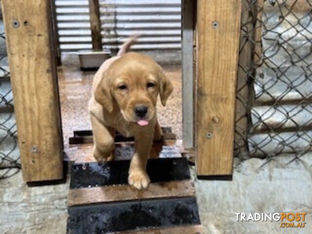 Labrador Puppies Purebred - only 1 gold male available