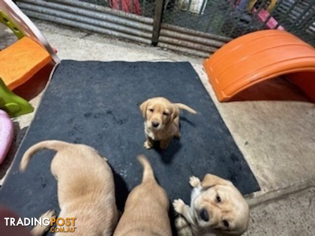 Labrador Puppies Purebred - only 1 gold male available