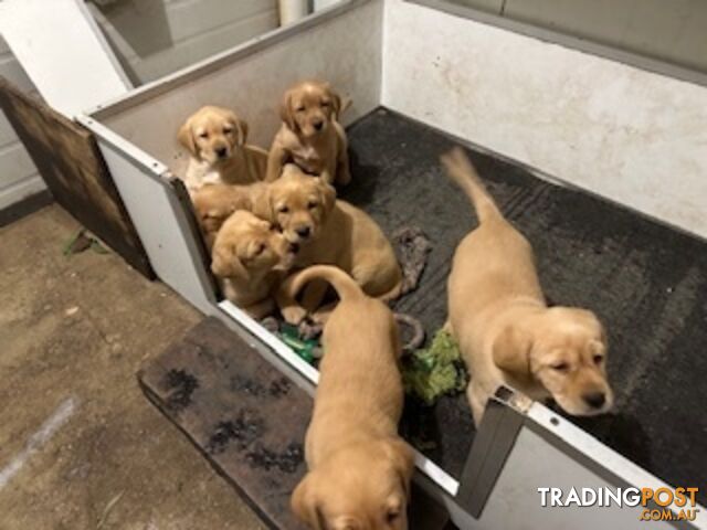 Labrador Puppies Purebred - only 1 gold male available