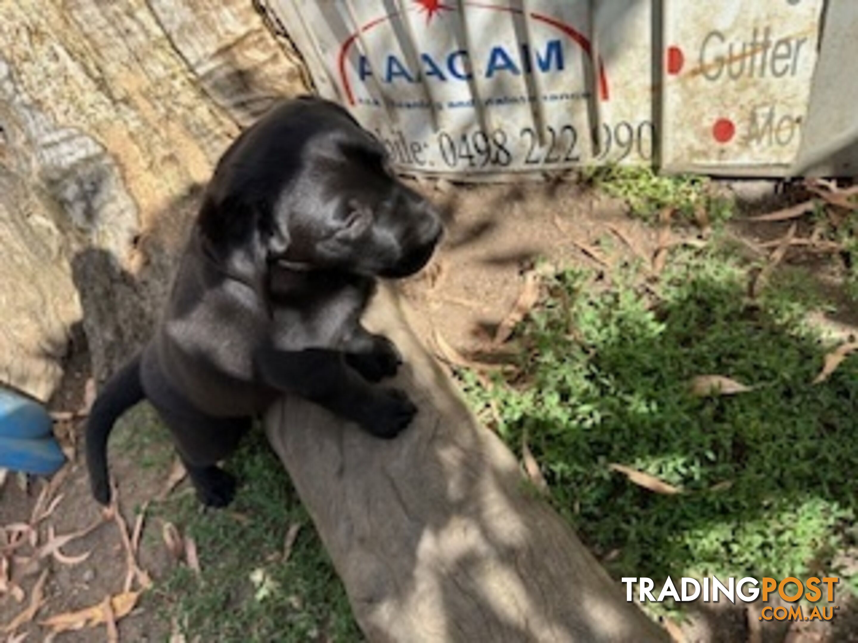 Purebred Labrador Puppies Ready to leave mum-Wilma 25-01-2025