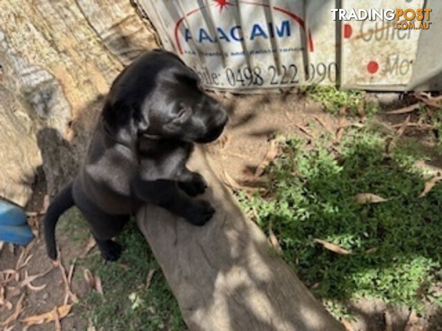 Purebred Labrador Puppies Ready to leave mum-Wilma 25-01-2025