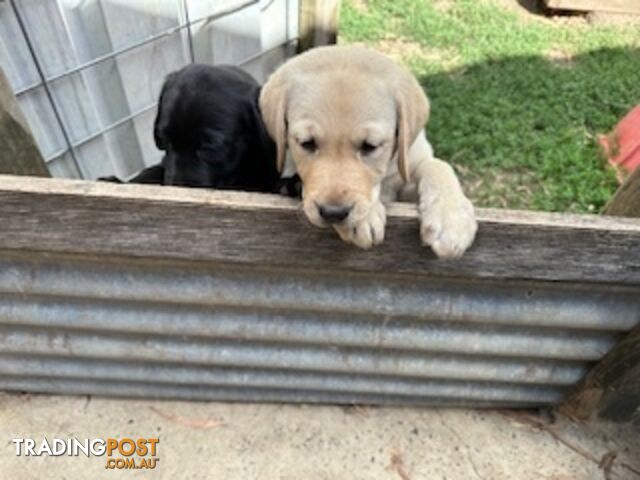 Purebred Labrador Puppies Ready to leave mum-Wilma 25-01-2025