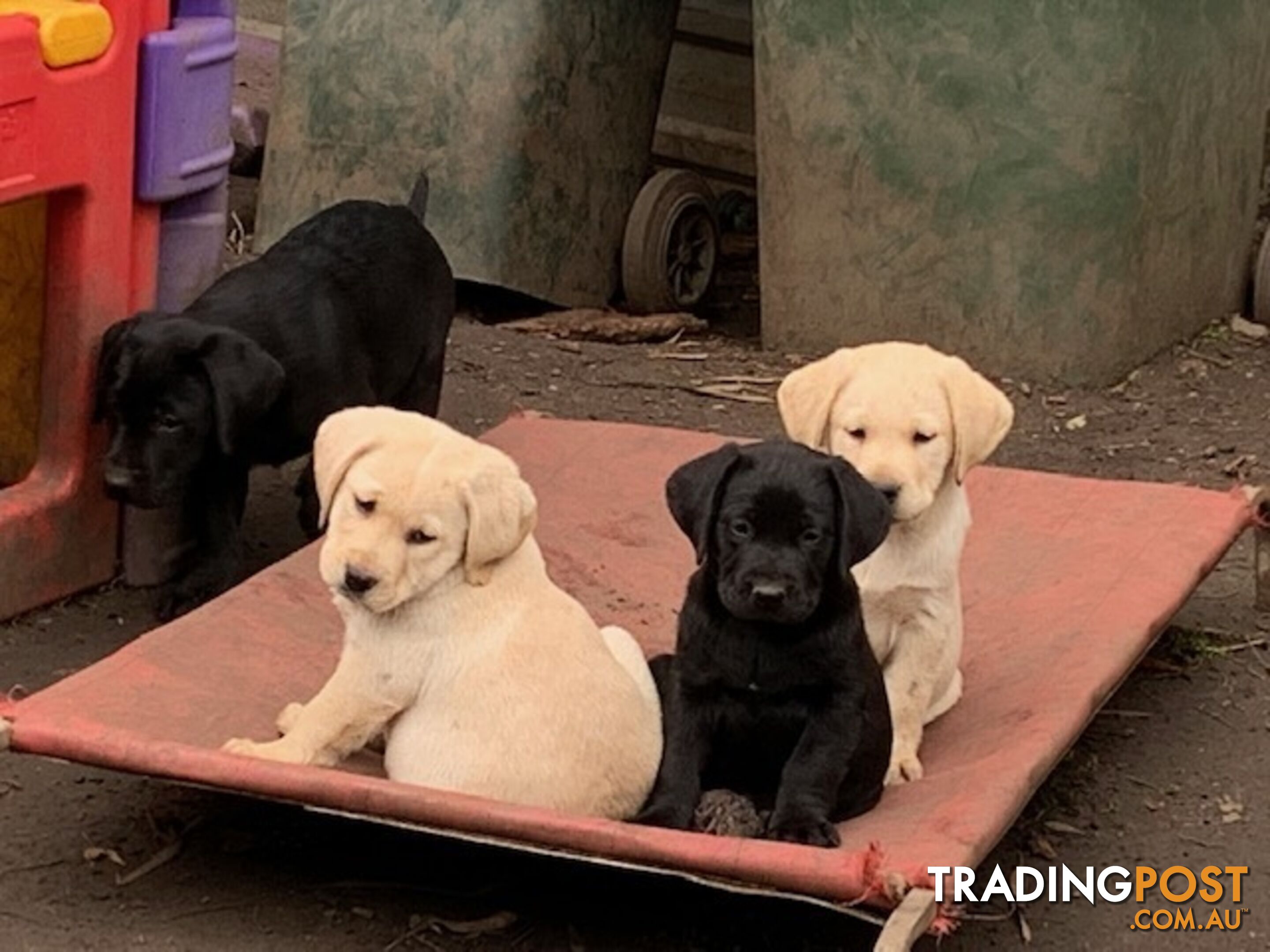 Purebred Labrador Puppies Ready to leave mum-Wilma 25-01-2025