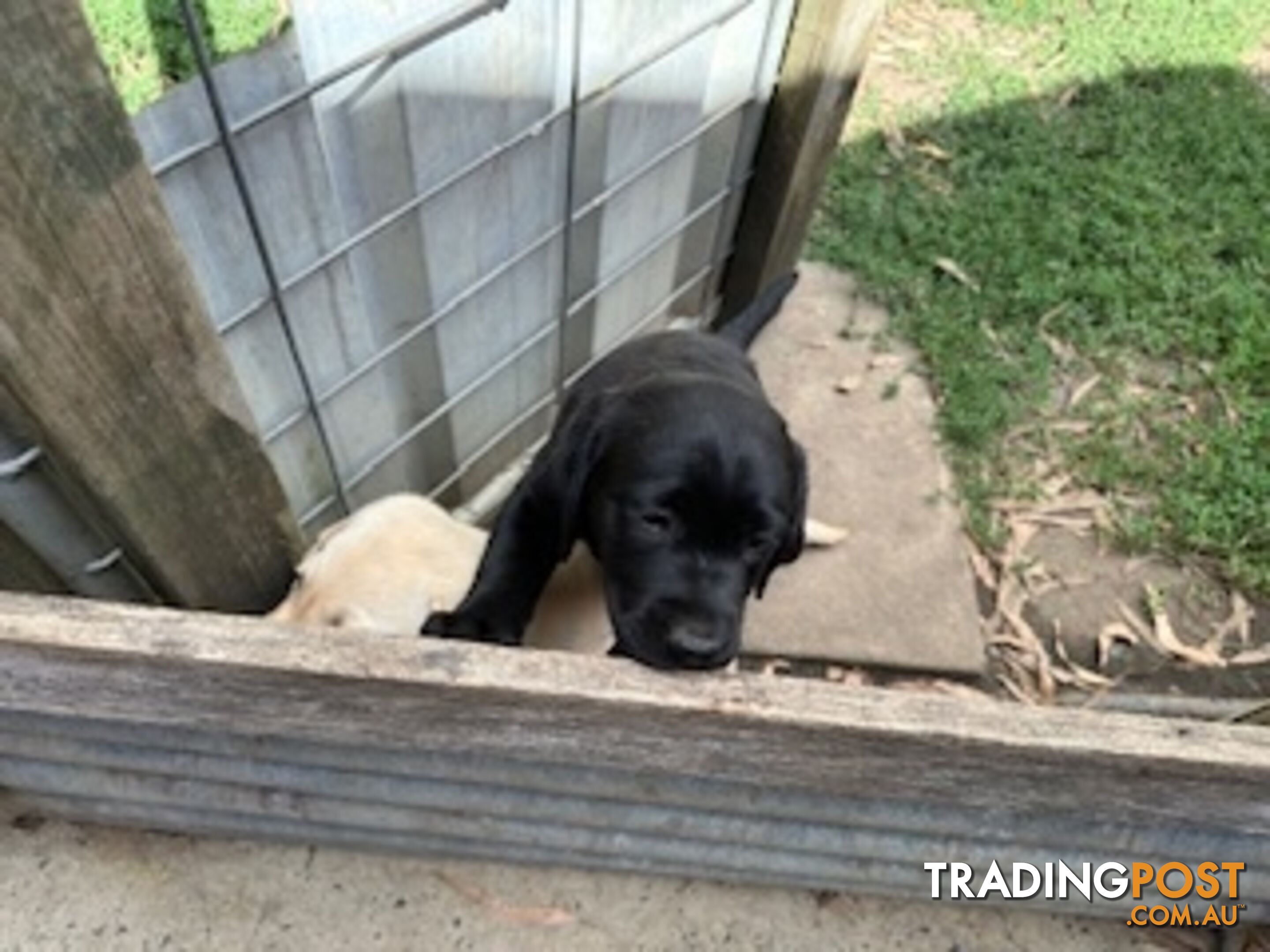 Purebred Labrador Puppies Ready to leave mum-Wilma 25-01-2025