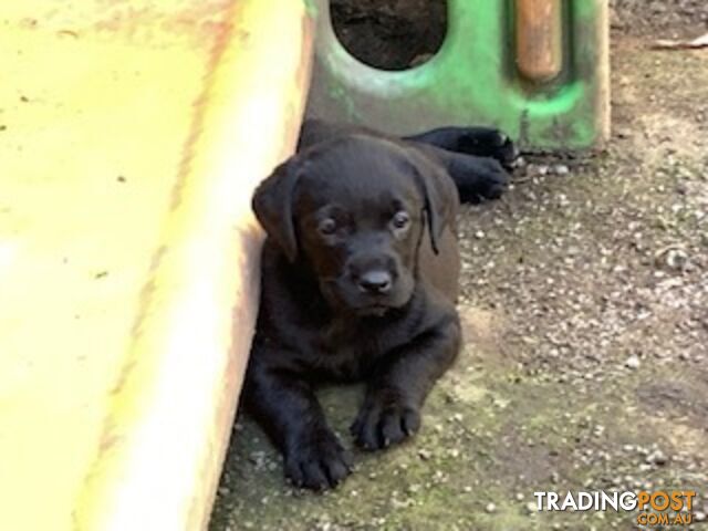 Purebred Labrador Puppies Ready to leave mum-Wilma 25-01-2025