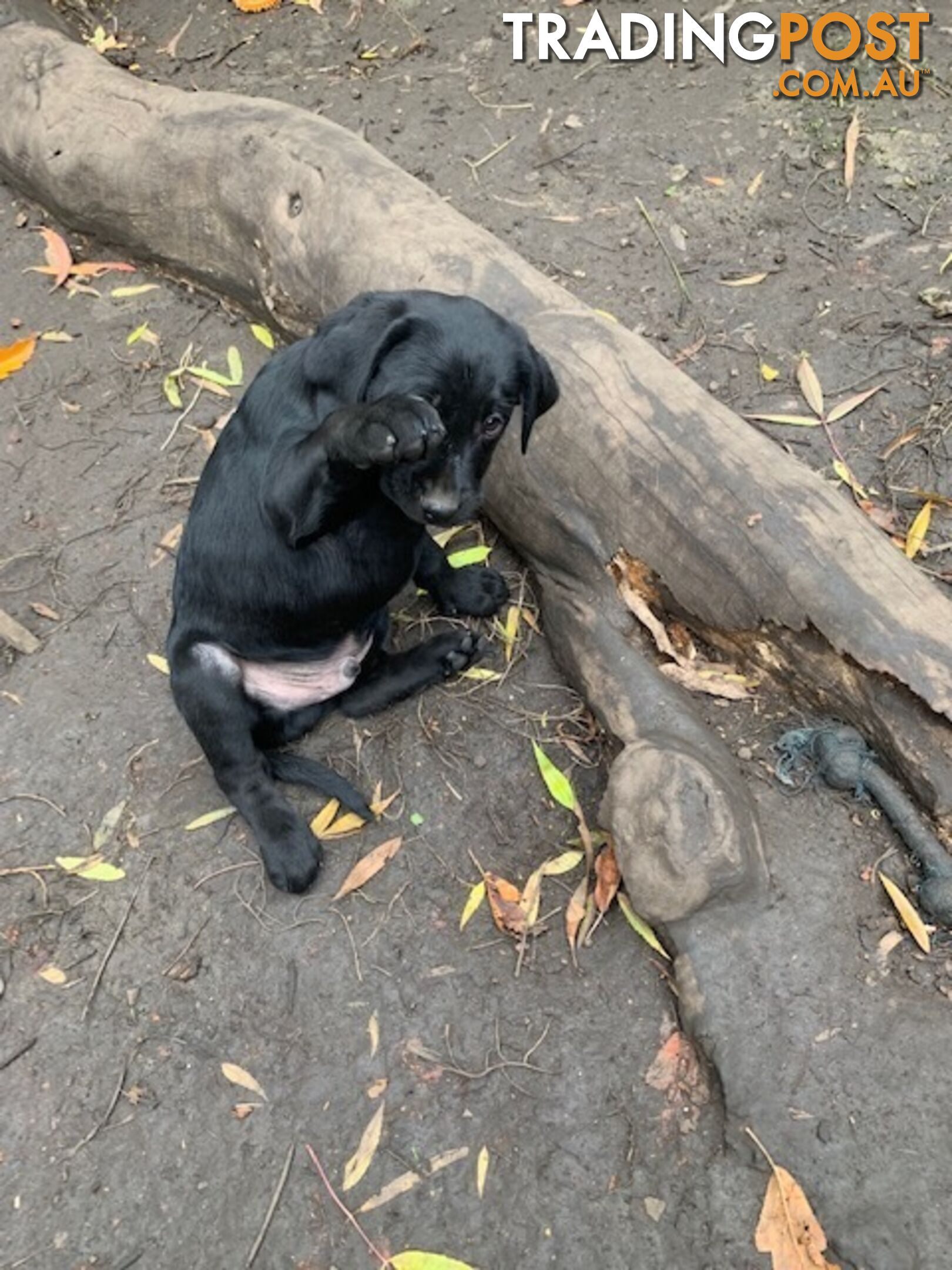 Purebred Labrador Puppies Ready to leave mum-Wilma 25-01-2025