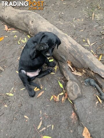 Purebred Labrador Puppies Ready to leave mum-Wilma 25-01-2025