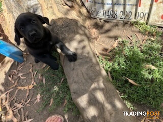 Purebred Labrador Puppies Ready to leave mum-Wilma 25-01-2025