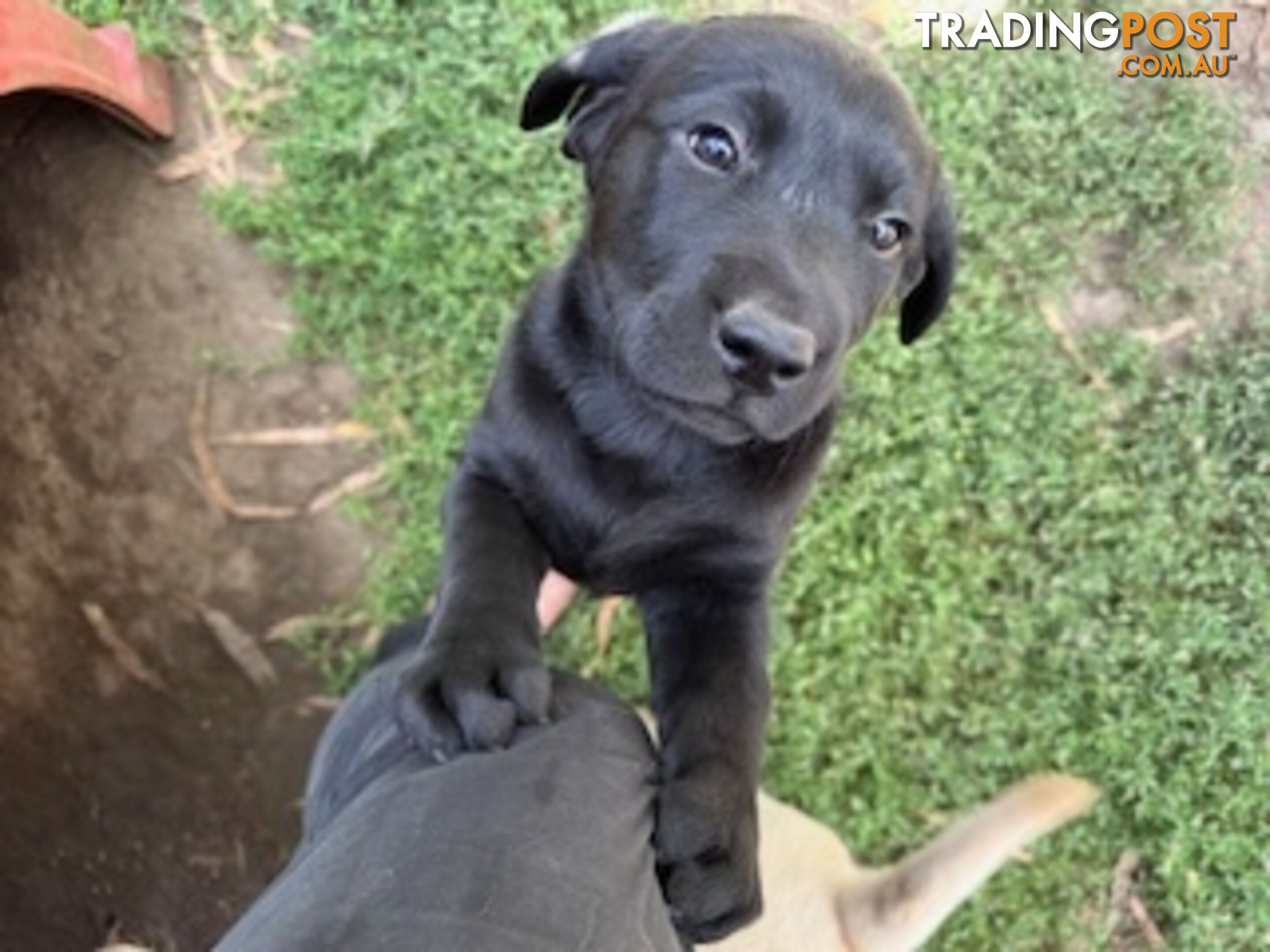 Purebred Labrador Puppies Ready to leave mum-Wilma 25-01-2025