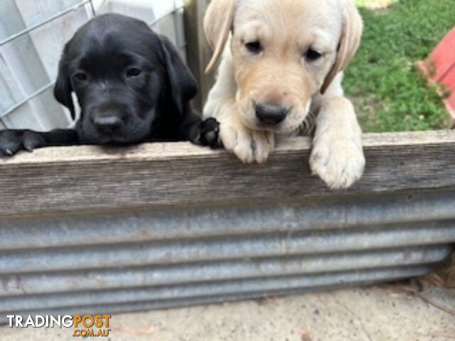 Purebred Labrador Puppies Ready to leave mum-Wilma 25-01-2025