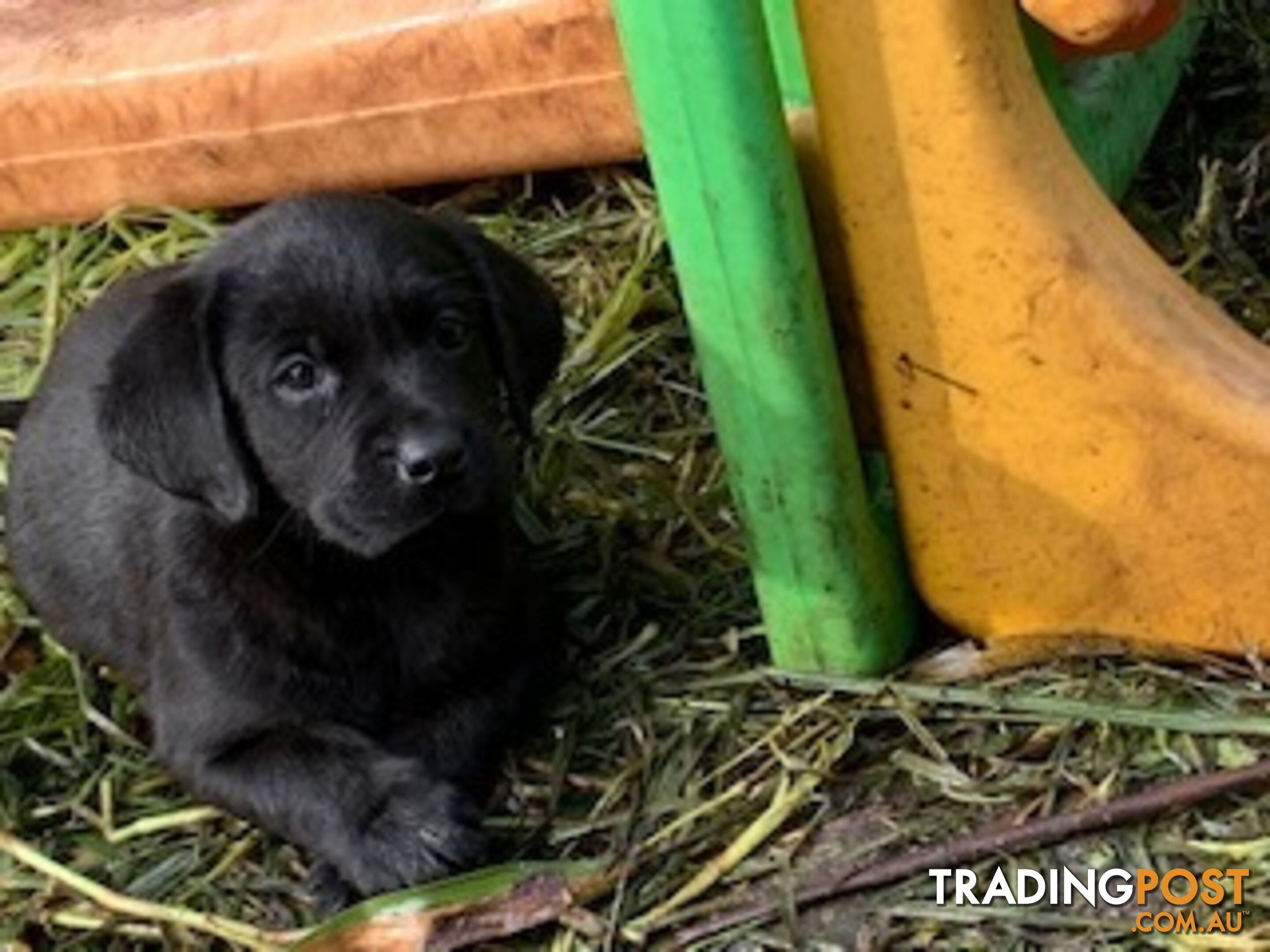 Purebred Labrador Puppies Ready to leave mum-Wilma 25-01-2025