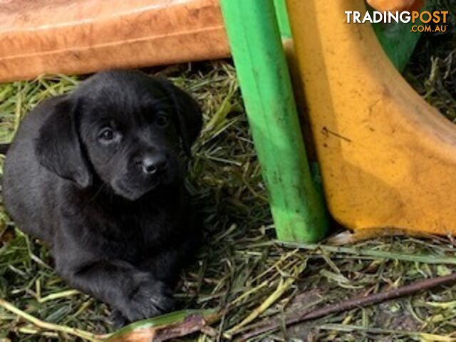 Purebred Labrador Puppies Ready to leave mum-Wilma 25-01-2025