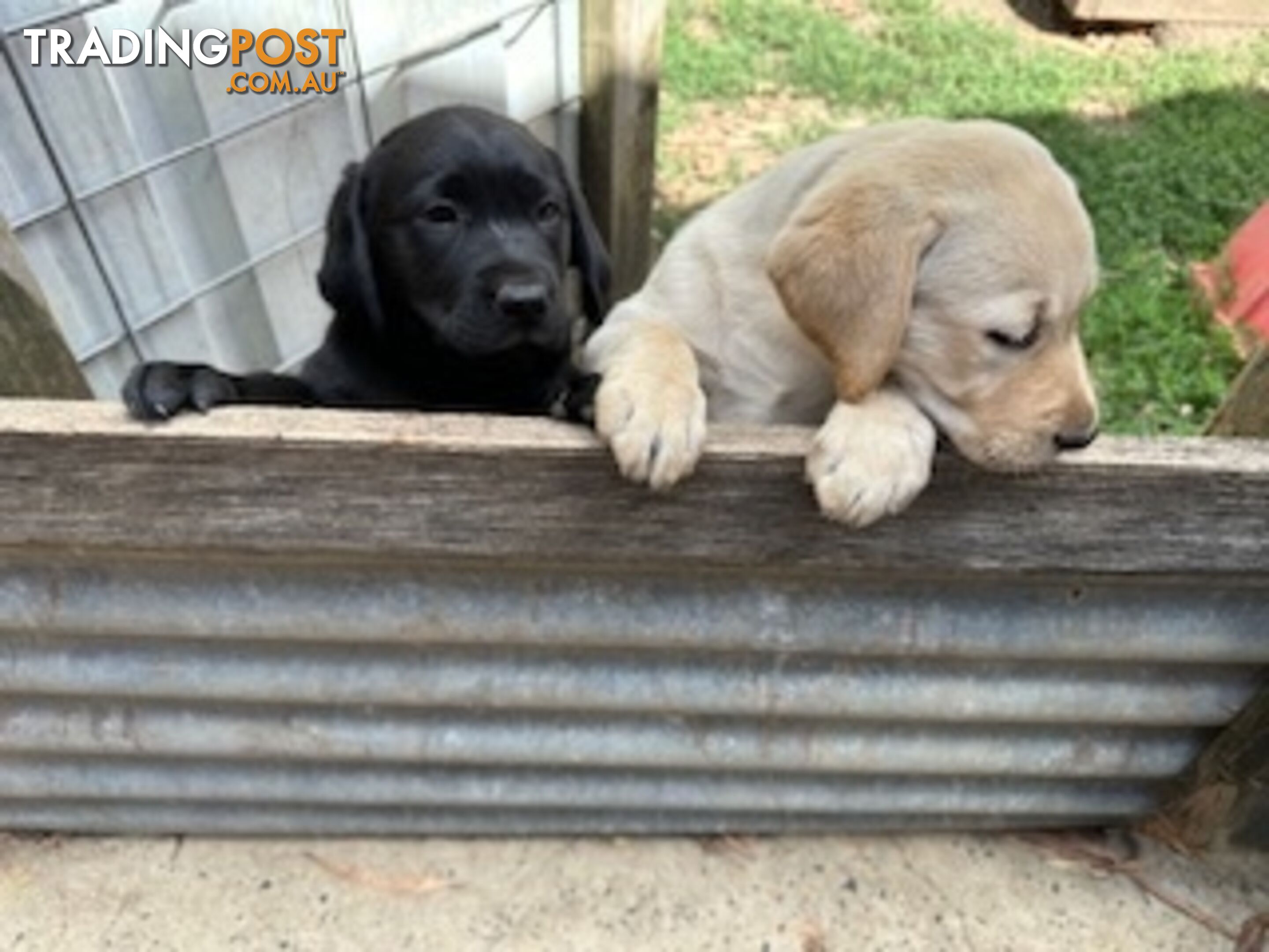 Purebred Labrador Puppies Ready to leave mum-Wilma 25-01-2025