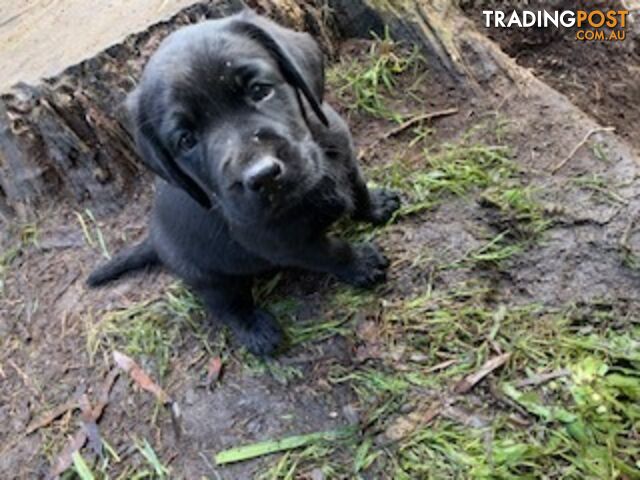 Purebred Labrador Puppies Ready to leave mum-Wilma 25-01-2025