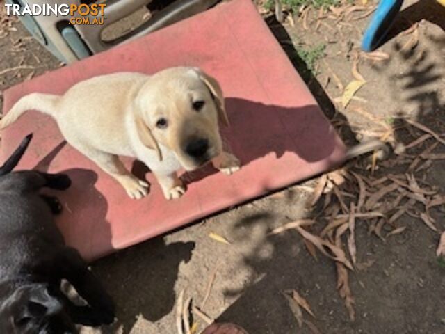 Purebred Labrador Puppies Ready to leave mum-Wilma 25-01-2025