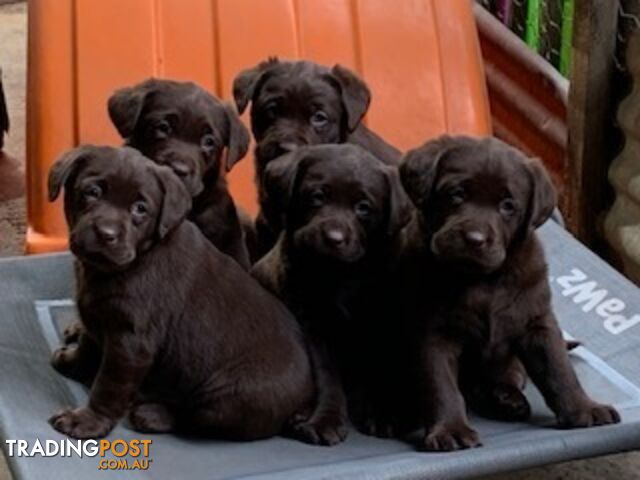 Labrador pups purebred ready to leave Roxy & Earl 02-10-2026
