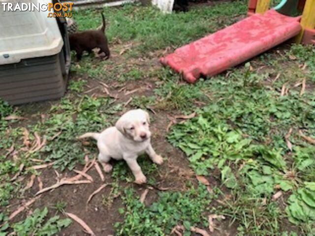 Purebred Labrador Puppies Josie DOB14-03-2024