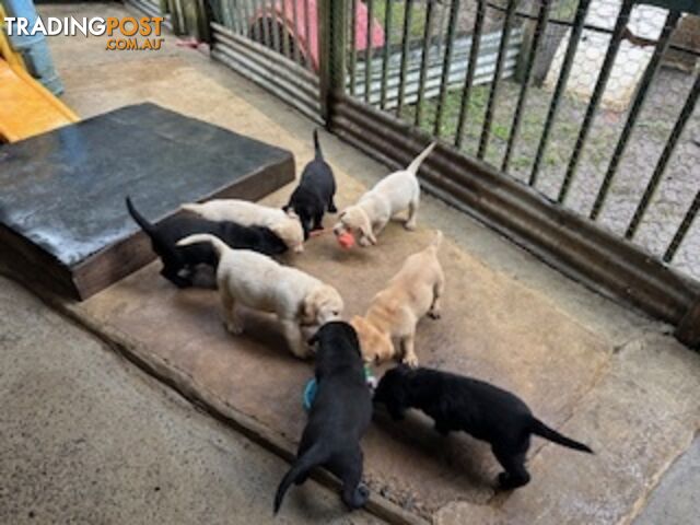 Purebred Labrador Puppies Josie DOB14-03-2024