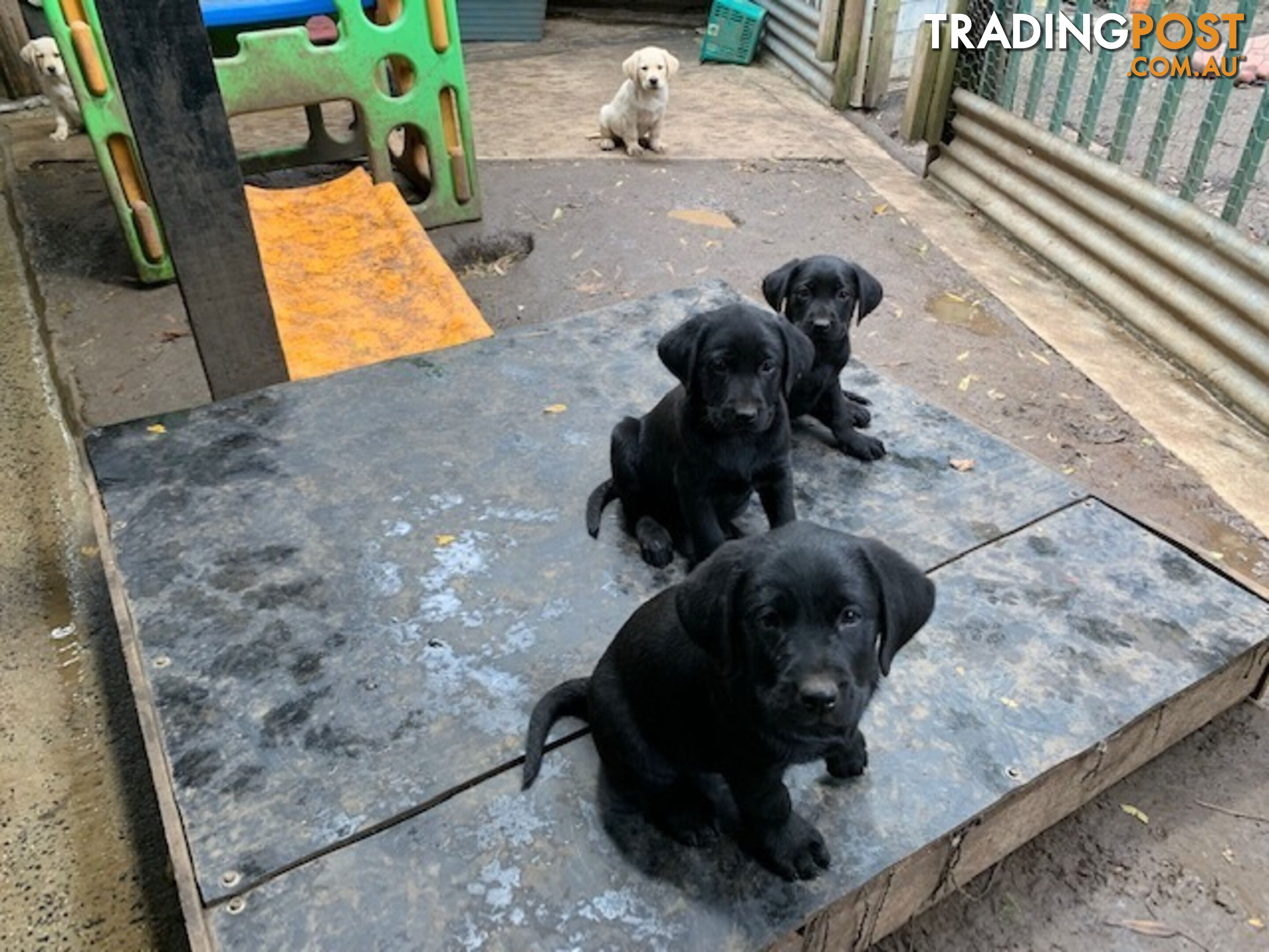 Purebred Labrador Puppies Mollys ready to leave 07-07-2024