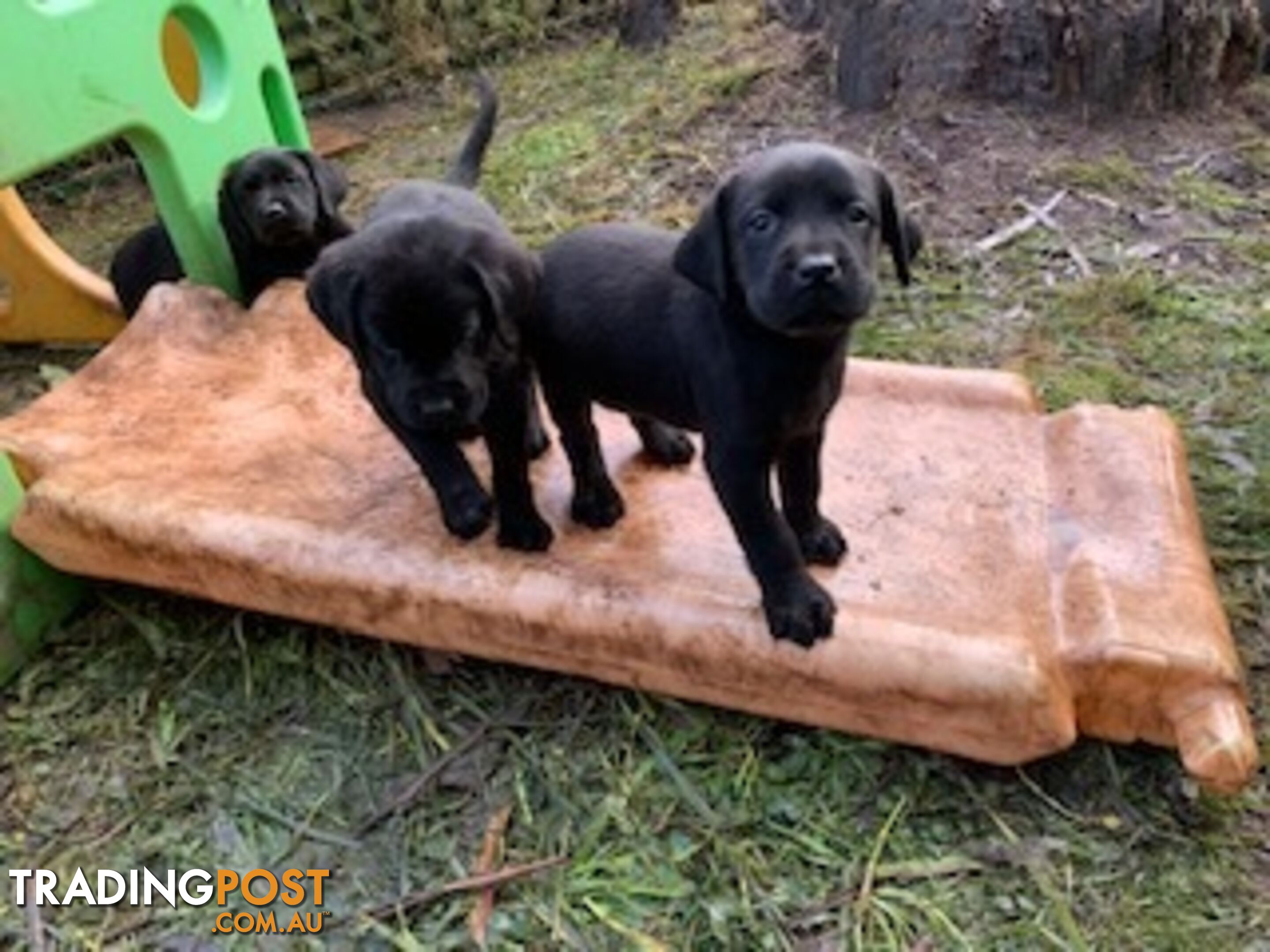 Purebred Labrador Puppies Mollys ready to leave 07-07-2024