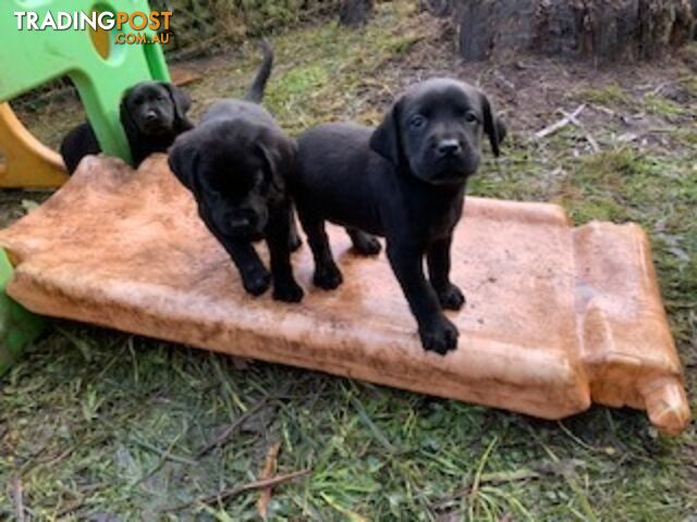 Purebred Labrador Puppies Bettys ready to leave 10-07-2024