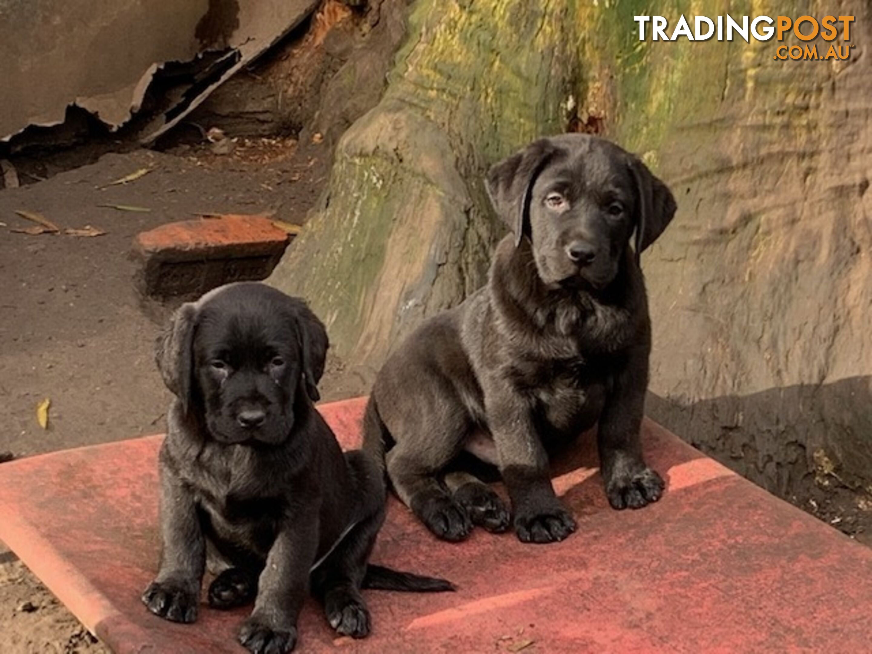 Purebred Labrador Puppies Bettys ready to leave 10-07-2024