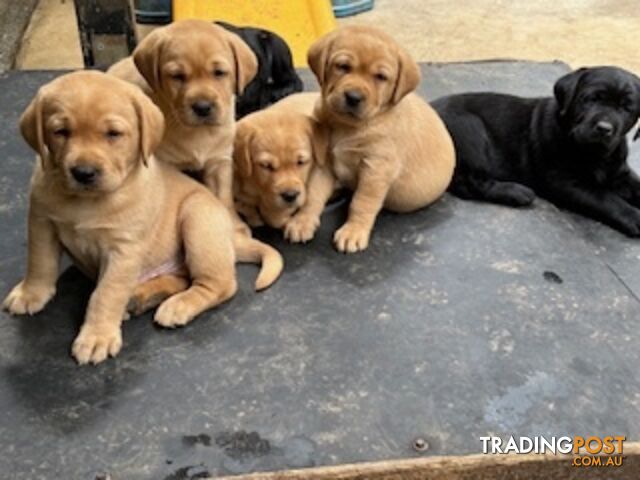 Purebred Labrador Puppies ready to leave mum Maggie 29-04-2024