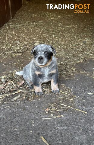 Beautiful purebred blue heeler