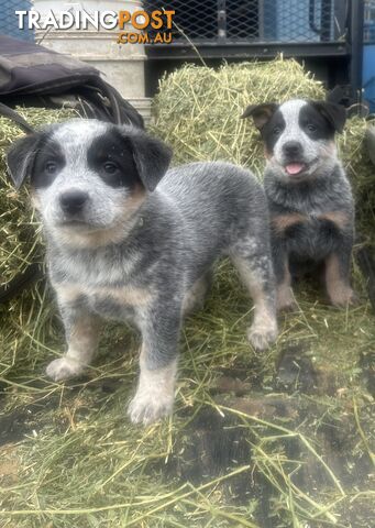 Beautiful family friendly blue heeler puppies