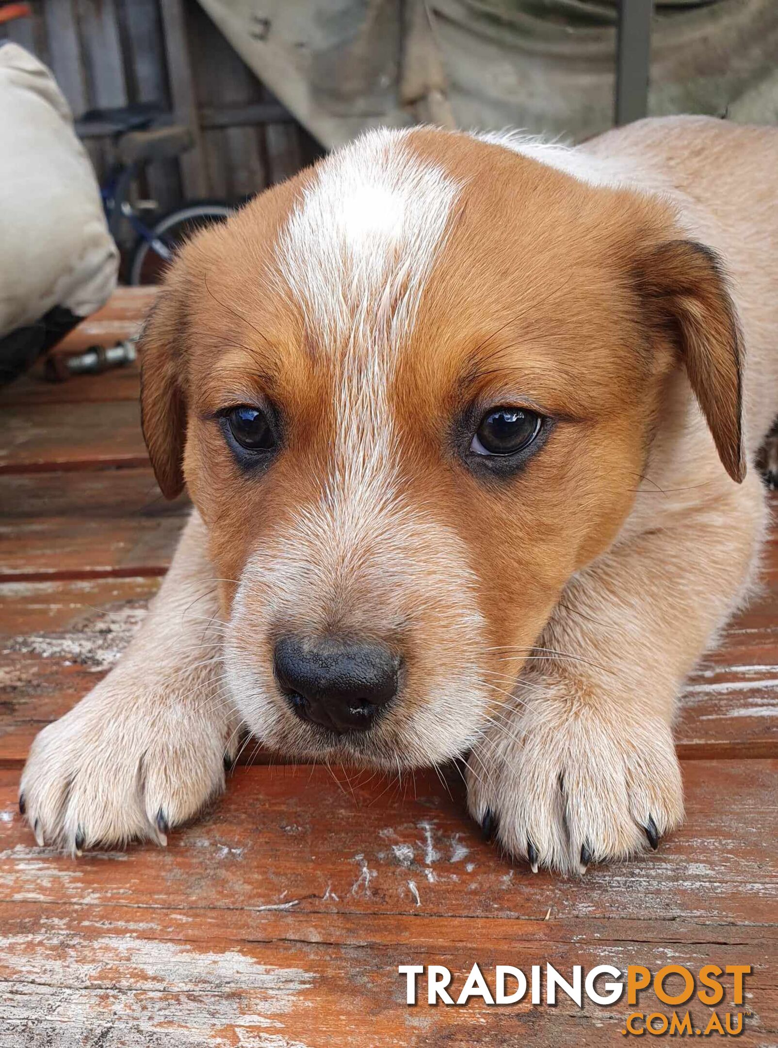 Australian Cattle Dog Pups