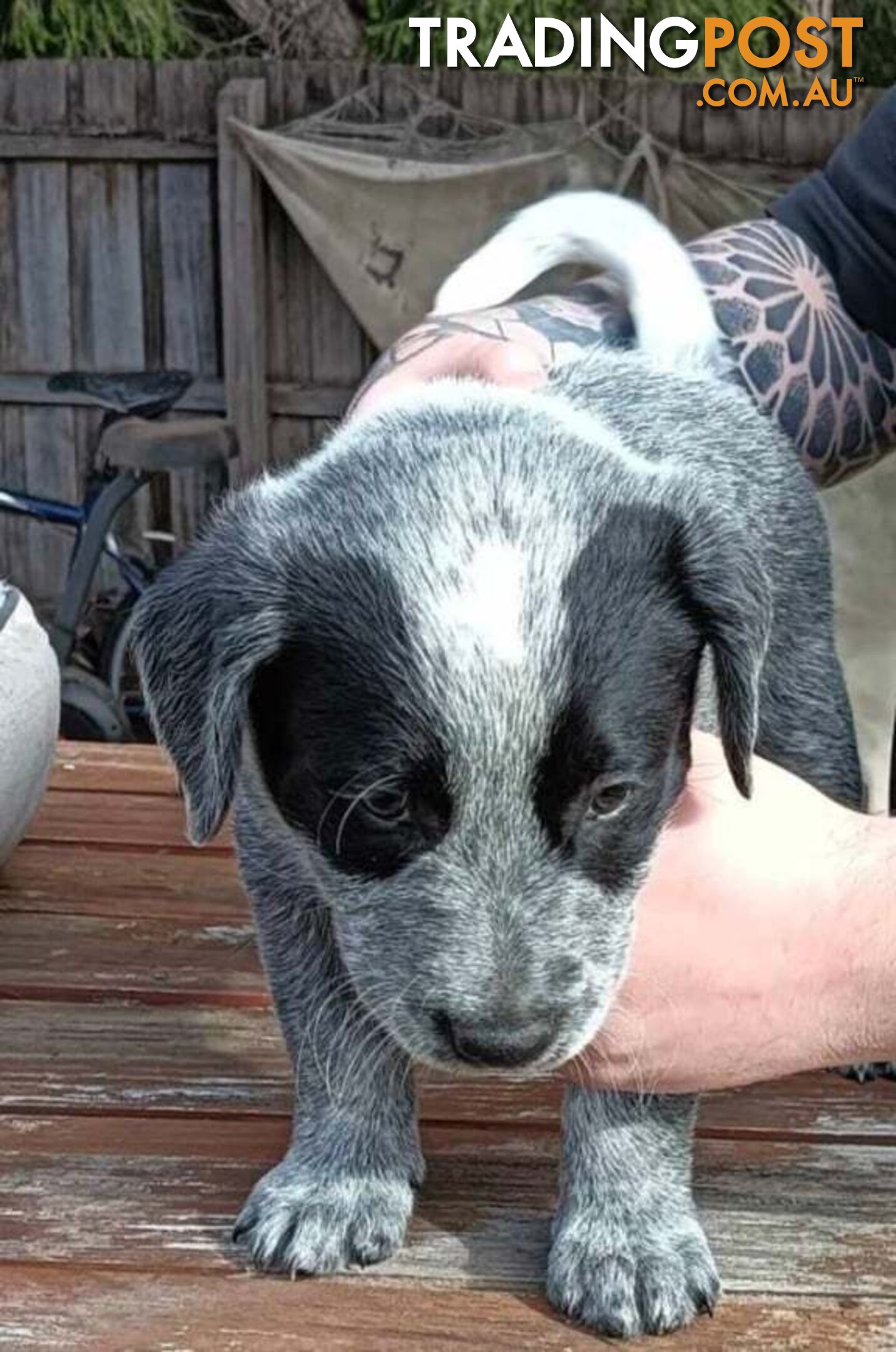 Australian Cattle Dog Pups