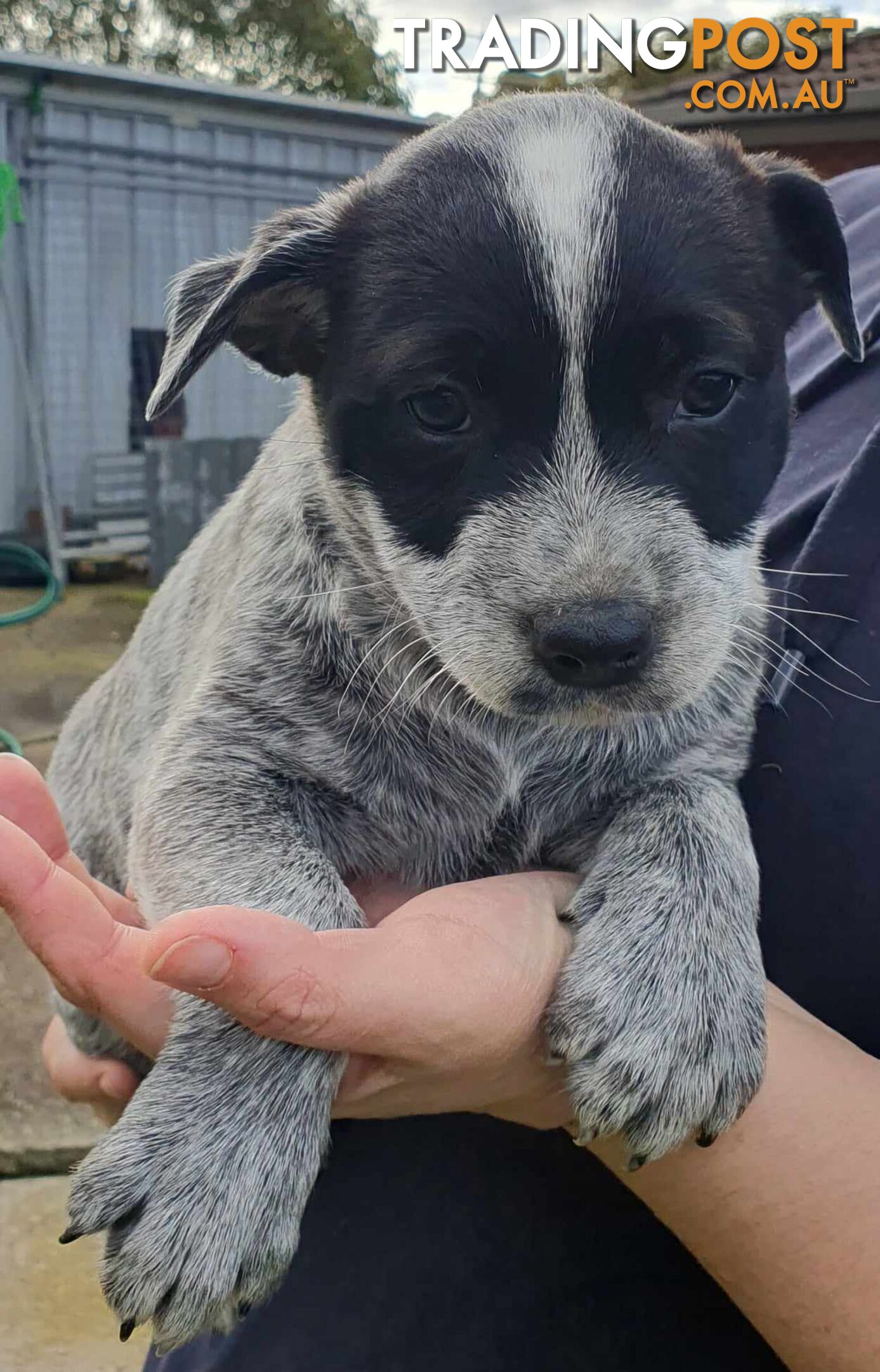 Australian Cattle Dog Pups