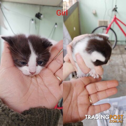 Kittens For Sale!