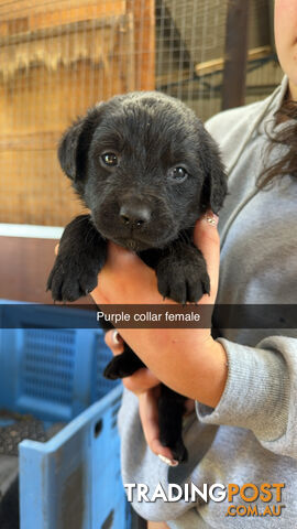 Golden Retriever x Labrador