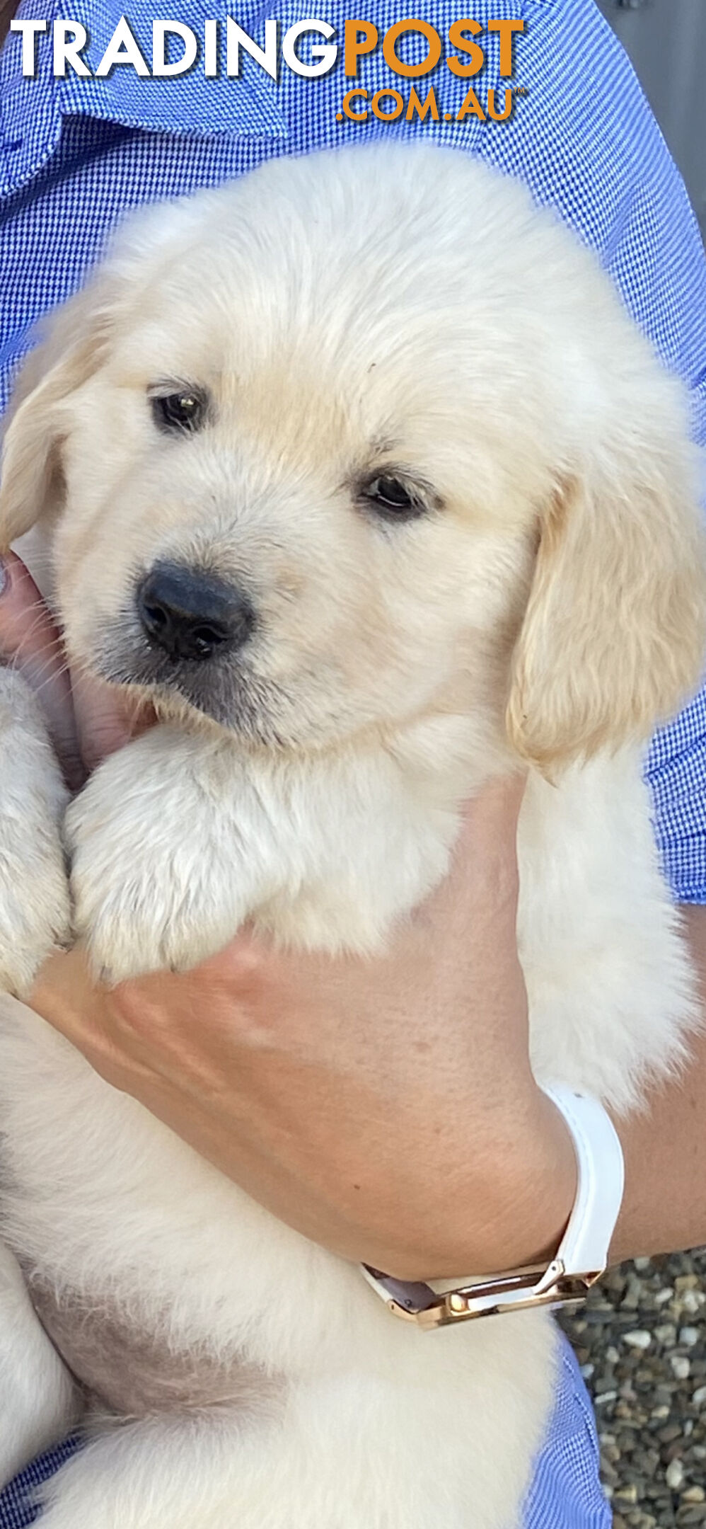 Golden Retriever Pedigree pups READY NOW