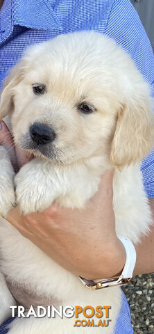 Golden Retriever Pedigree pups READY NOW