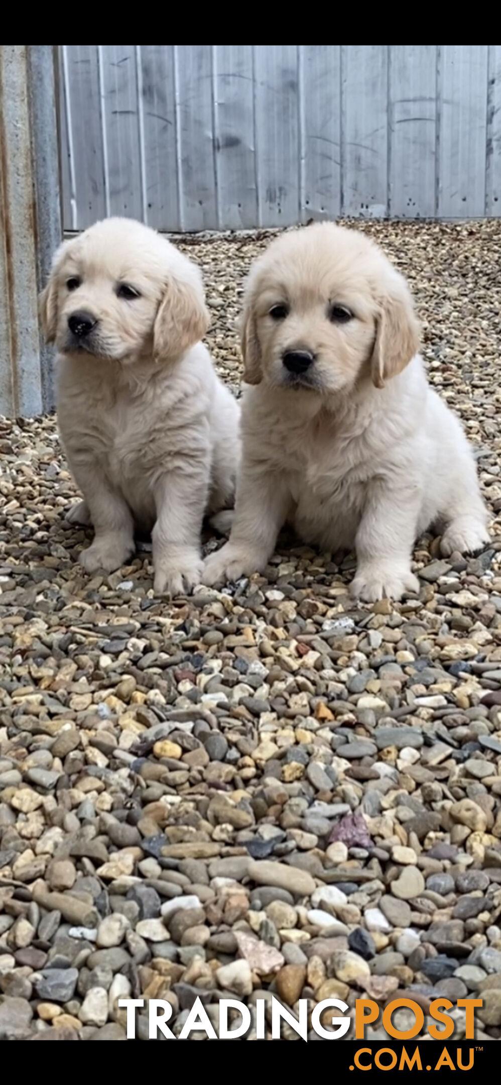 Golden Retriever Pedigree pups READY NOW