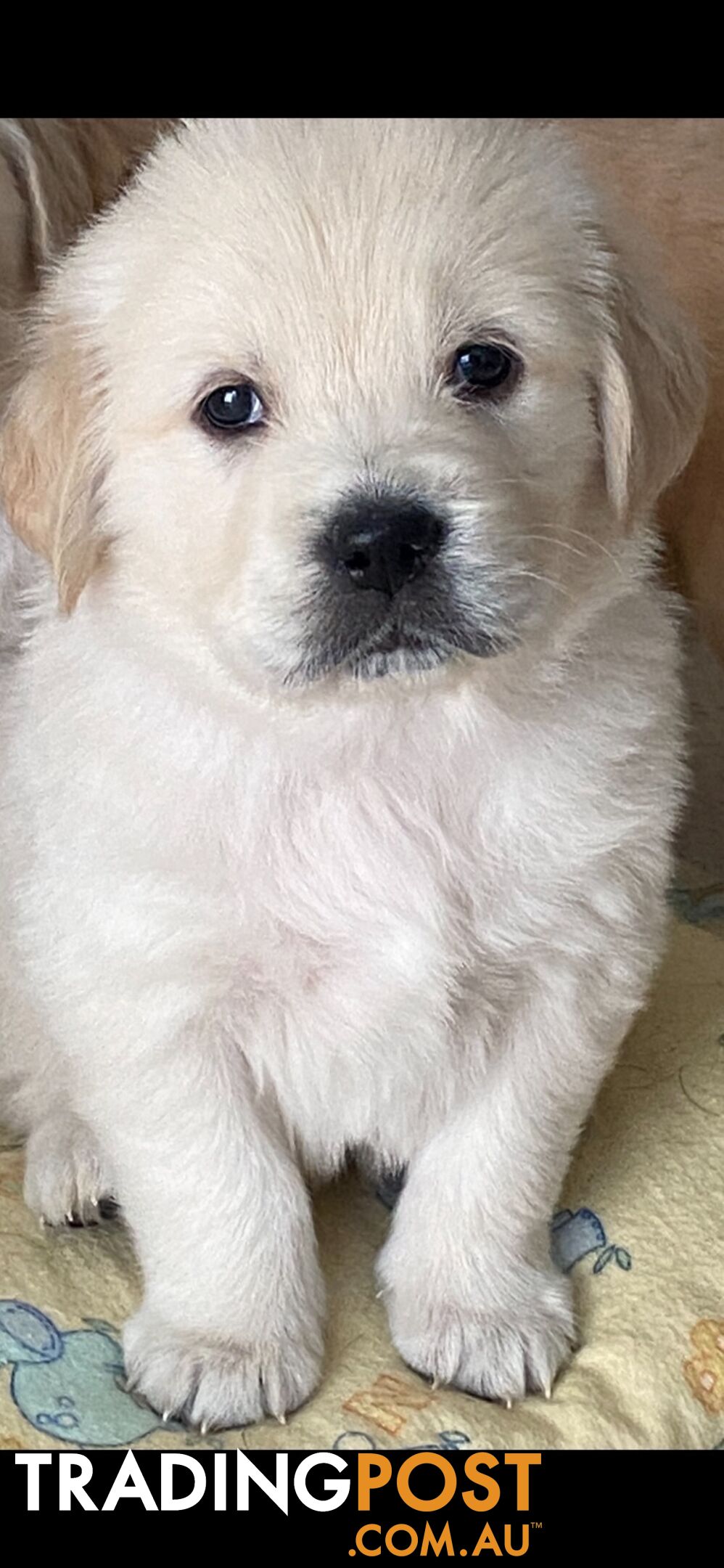 Golden Retriever Pedigree pups READY NOW